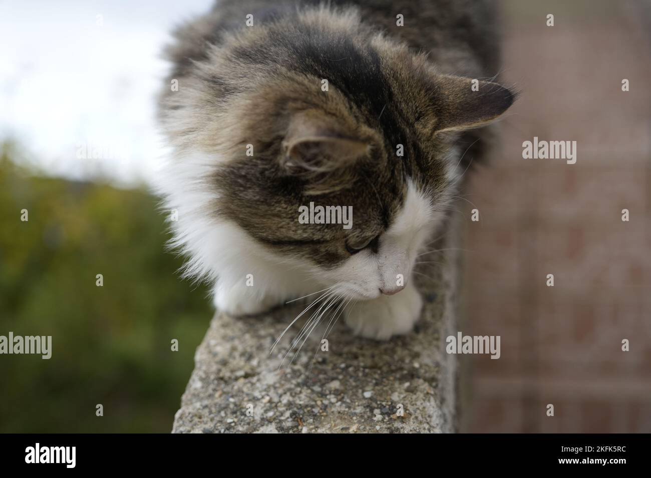 Gatto Celtico europeo Foto Stock