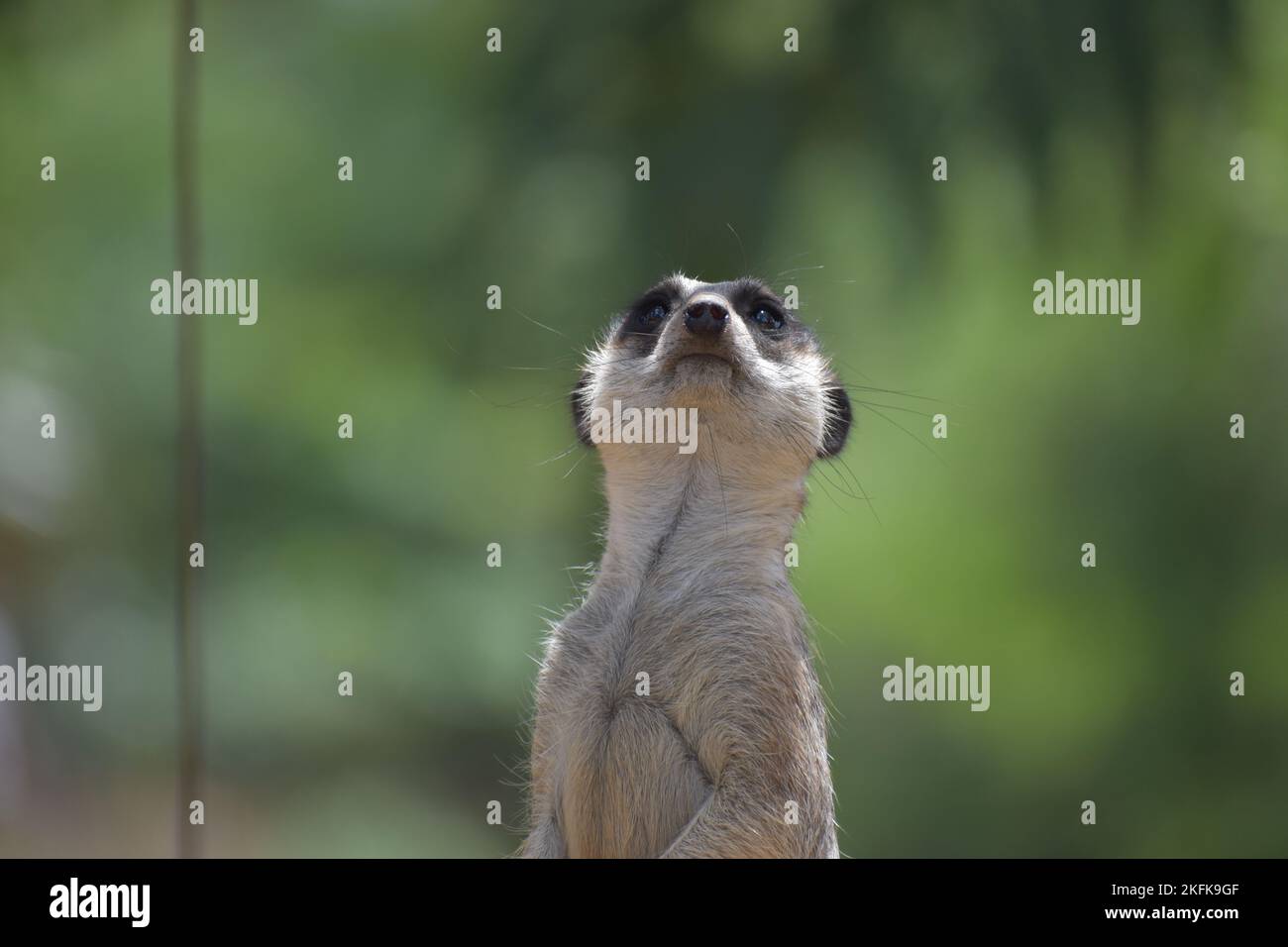 Leader Meerkat (Suricata) Foto Stock