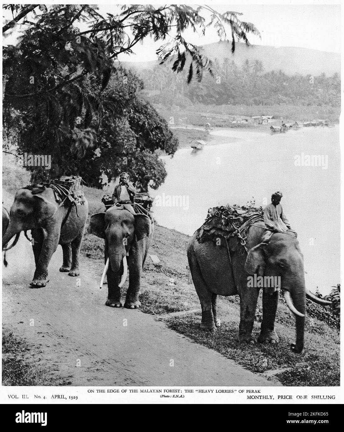 Halftone di elefanti ai margini della foresta malese: I 'camion pesanti' di Perak, da una pubblicazione educativa, 1927 Foto Stock