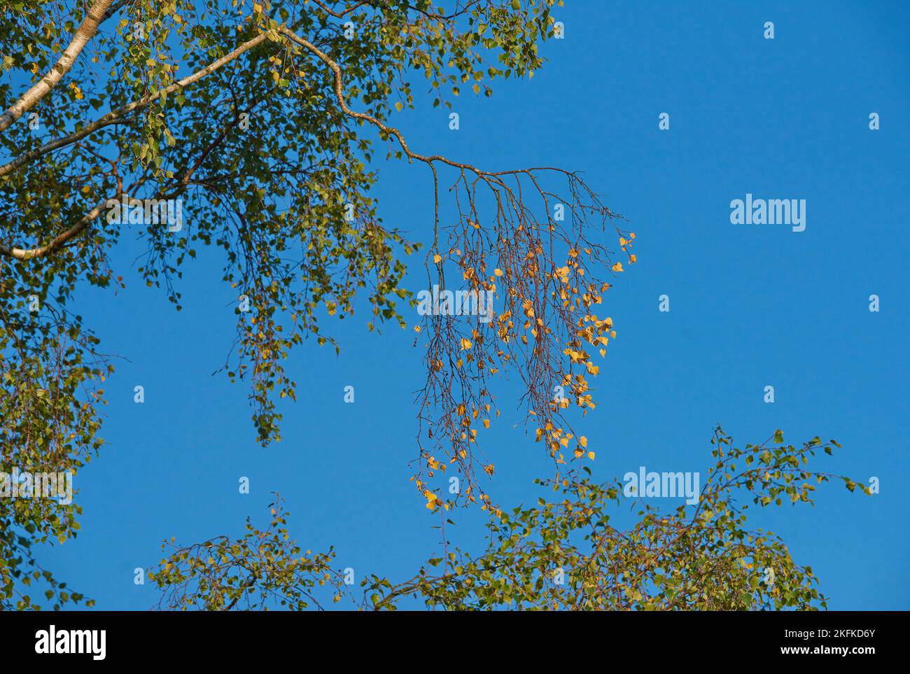 Appeso sotto un cielo blu. Un bellissimo scatto naturale di un ambiente all'aperto. Foto Stock