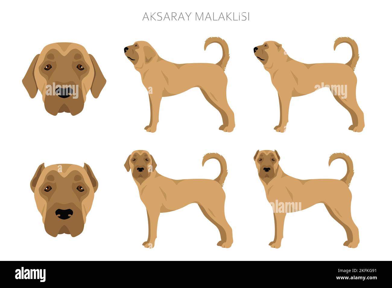 Clipart Aksaray Malaklisi. Pose diverse, set di colori del mantello. Illustrazione vettoriale Illustrazione Vettoriale