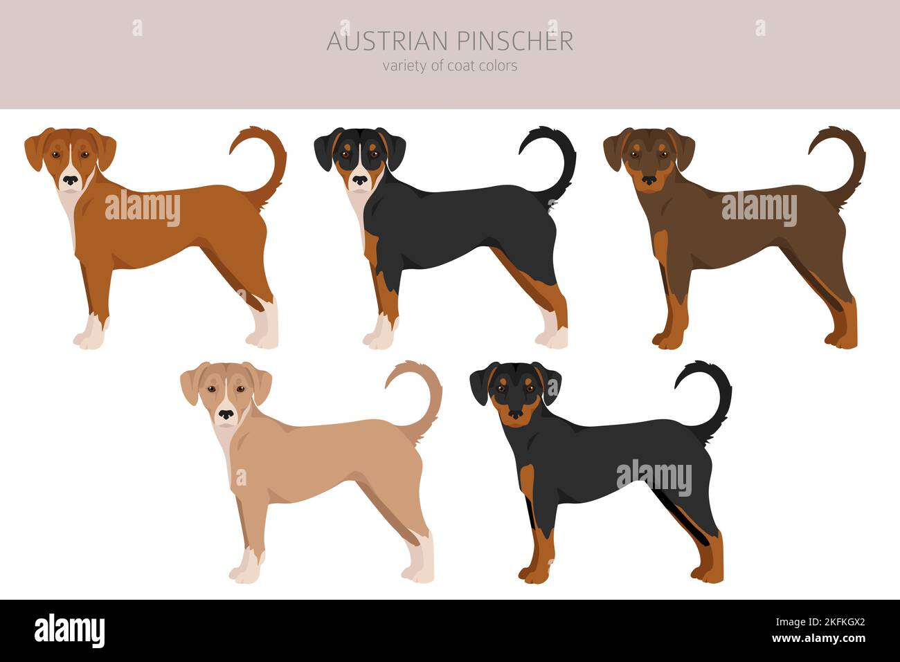 Clipart pinscher austriaco. Pose diverse, set di colori di rivestimento. Illustrazione vettoriale Illustrazione Vettoriale