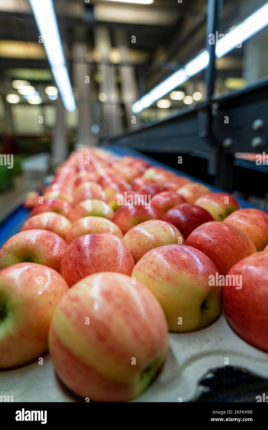 Imballaggio di mele fresche e classificate in un impianto di trasformazione alimentare. Mele fresche in confezioni ecocompatibili. Foto Stock