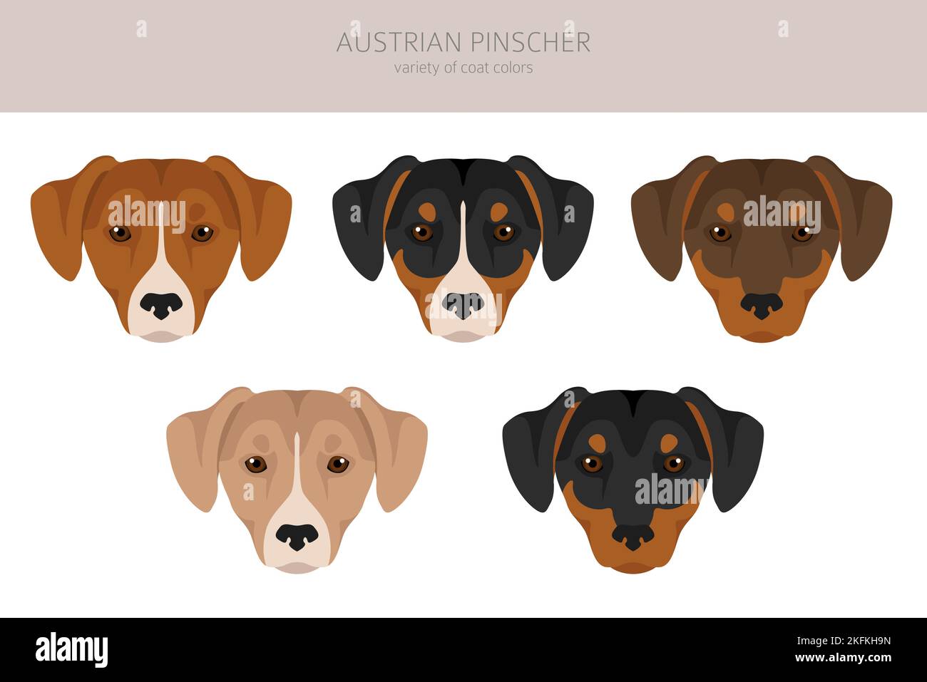 Clipart pinscher austriaco. Pose diverse, set di colori di rivestimento. Illustrazione vettoriale Illustrazione Vettoriale