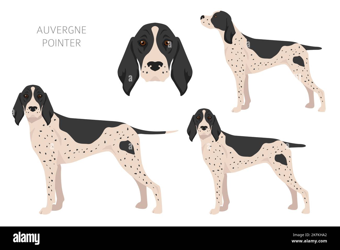 Clipart puntatore Auvergne. Pose diverse, set di colori di rivestimento. Illustrazione vettoriale Illustrazione Vettoriale