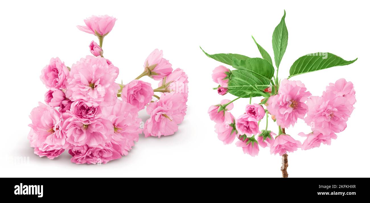 Sakura fiore ciliegio isolato su sfondo bianco con profondità di campo piena. Foto Stock