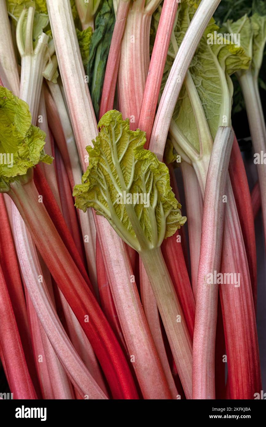 Primo piano di bastoncini di rhubarb giovane fresco Foto Stock