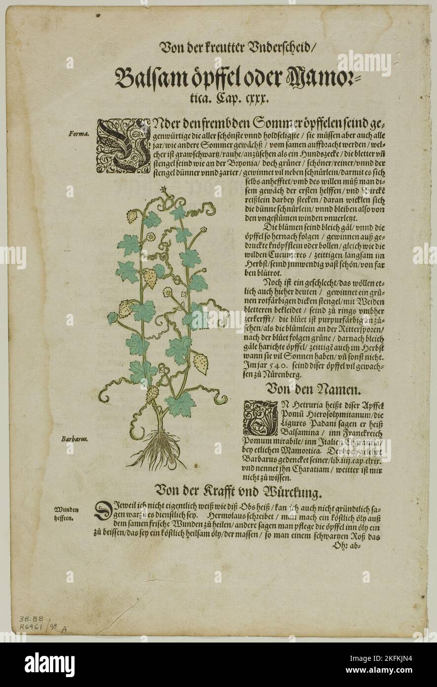 Foglia da nuovo Kreuterbuch di Hieronymus Bock, lastra 98 da tagli di legno da Libri del XVI secolo, 1580, assemblata in portafoglio da Max Geisberg, 1937. Attribuito a David Kandel. Foto Stock