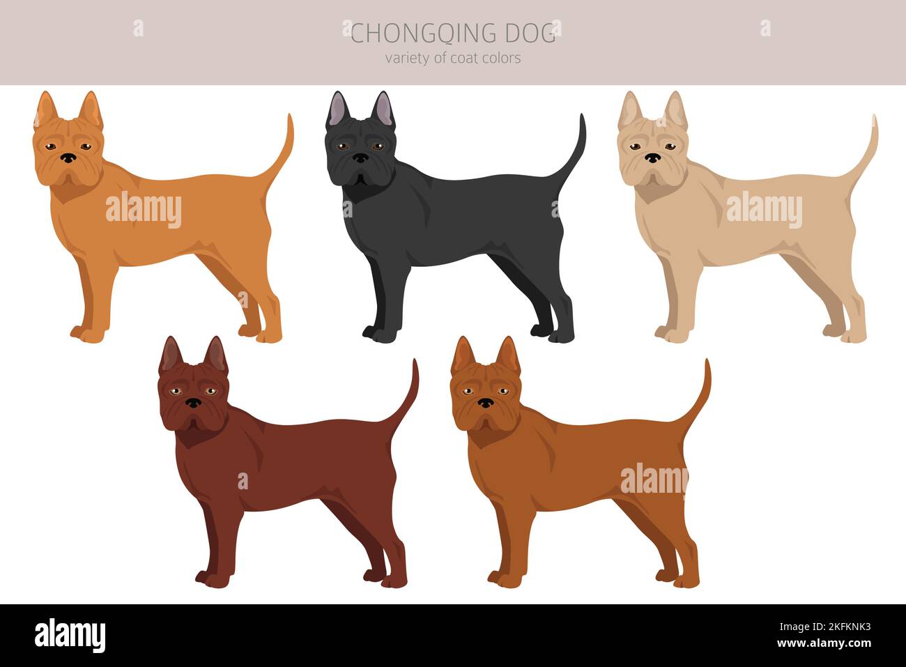 Ciardello di cane di Chongqing. Pose diverse, set di colori del mantello. Illustrazione vettoriale Illustrazione Vettoriale