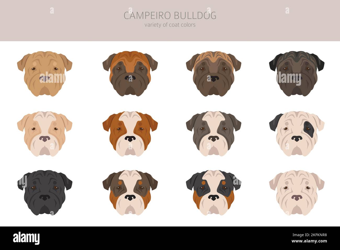 Clipart di cane bulldog Campeiro. Pose diverse, set di colori del mantello. Illustrazione vettoriale Illustrazione Vettoriale