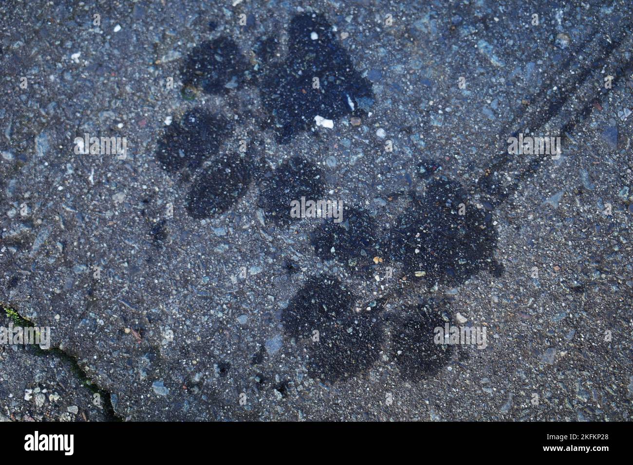 Impronte bagnate di un cane su una passerella pedonale. Il cane aveva camminato su erba bagnata Foto Stock