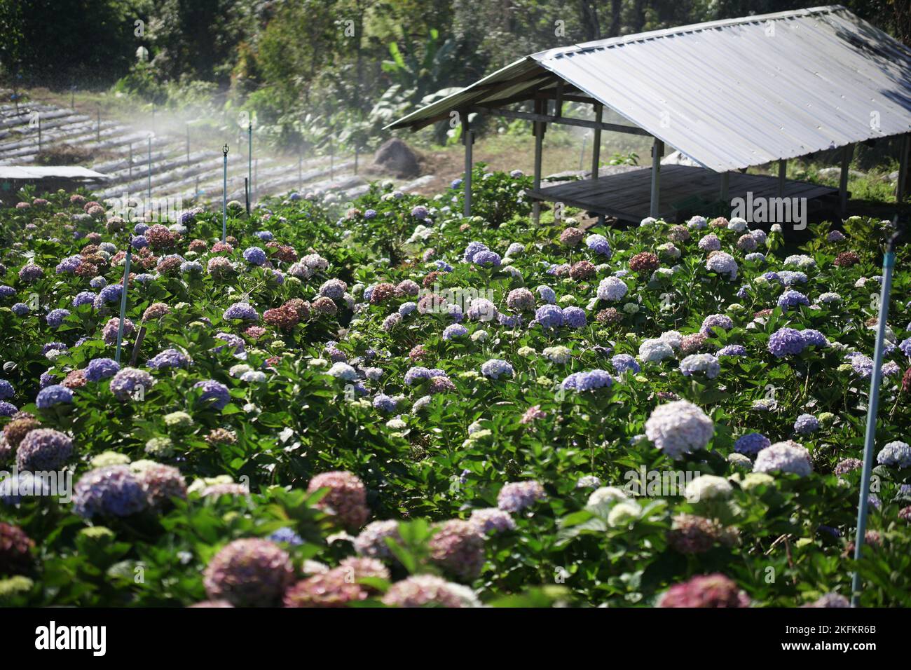 fioritura orticoltura giardino campo fiori orticoltura Foto Stock
