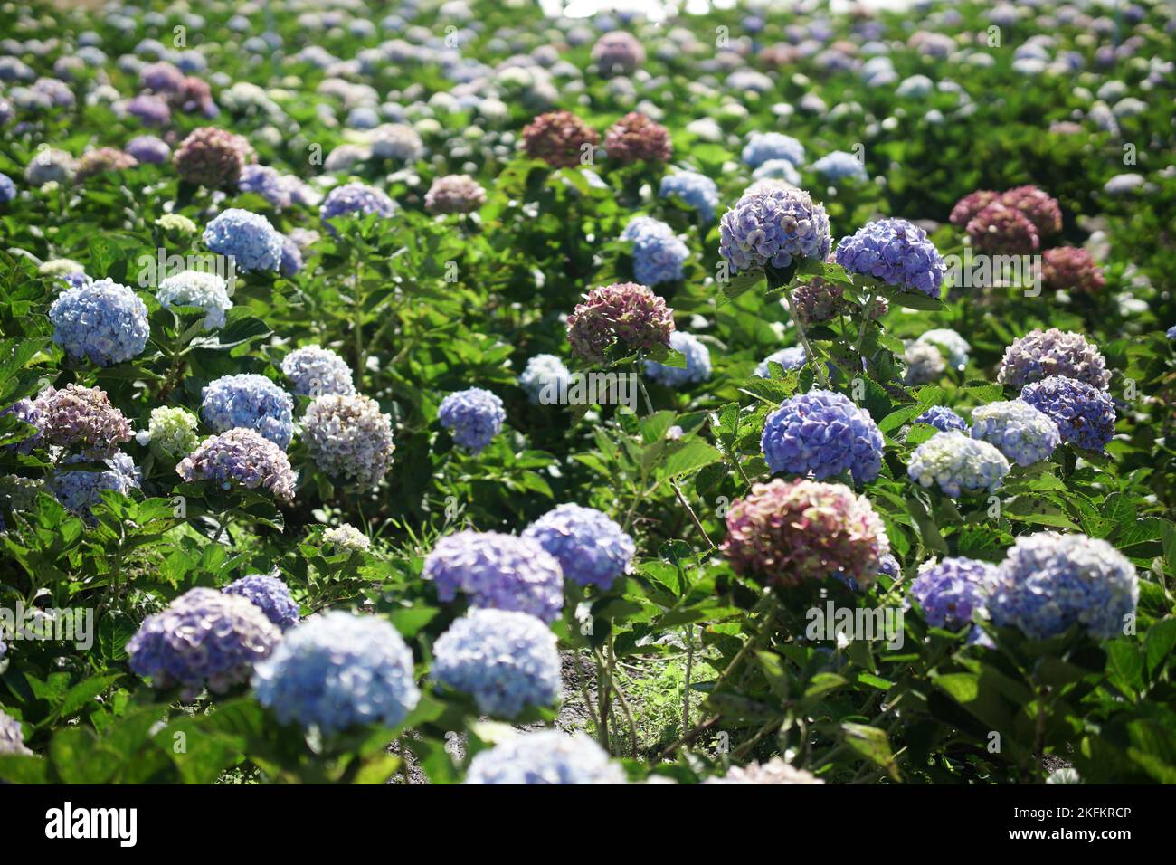 fioritura orticoltura giardino campo fiori orticoltura Foto Stock