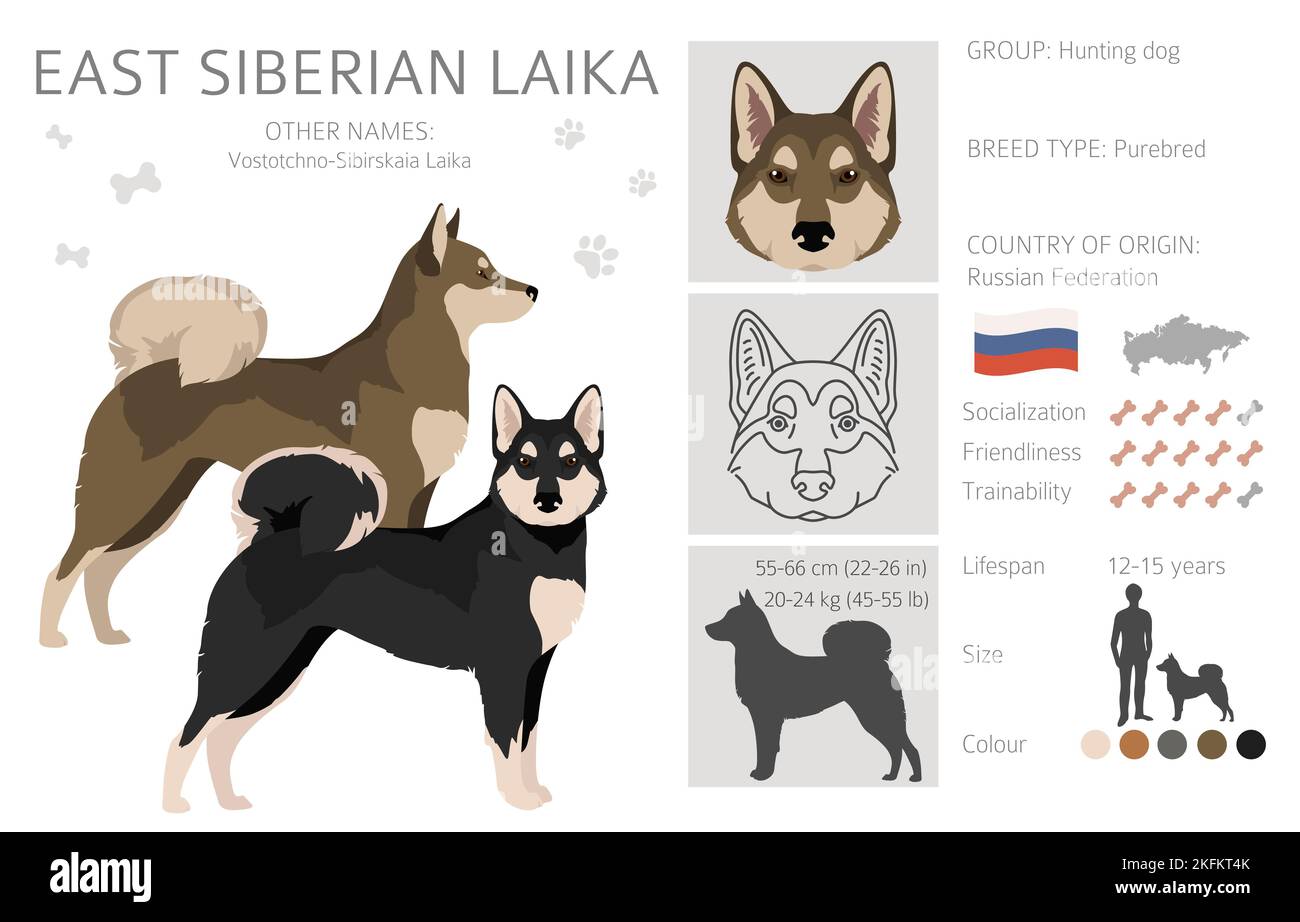 Clipart siberiana orientale di laika. Set di diversi colori del rivestimento. Illustrazione vettoriale Illustrazione Vettoriale