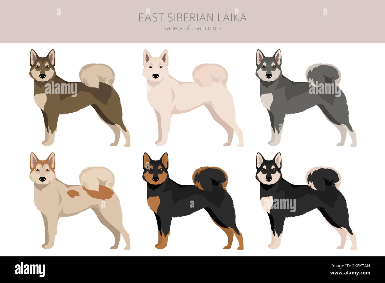 Clipart siberiana orientale di laika. Set di diversi colori del rivestimento. Illustrazione vettoriale Illustrazione Vettoriale