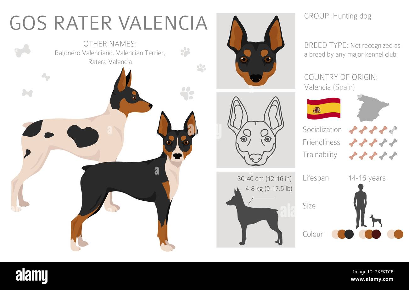 GOS Rater Valencia clipart. Set di diversi colori del rivestimento. Illustrazione vettoriale Illustrazione Vettoriale