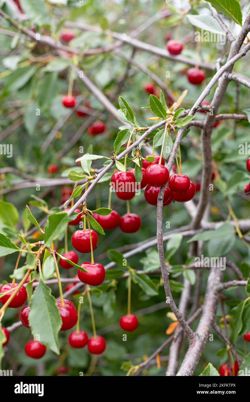 primo piano di ciliegie mature di colore rosso scuro appese al ramo di ciliegio con fondo sfocato Foto Stock