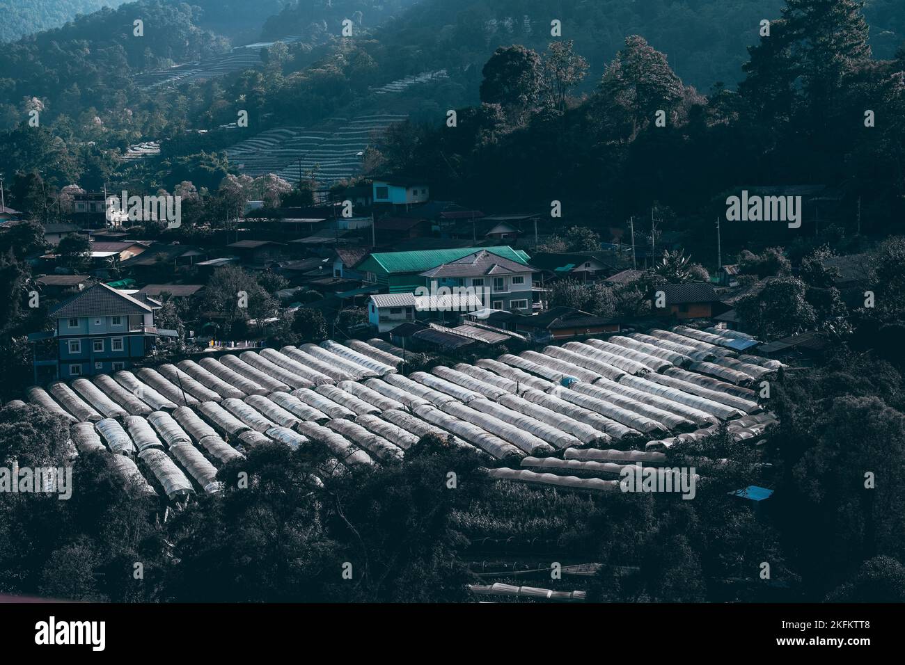 tetto in plastica in coltivazione di fiori piantagione fattoria in collina Foto Stock