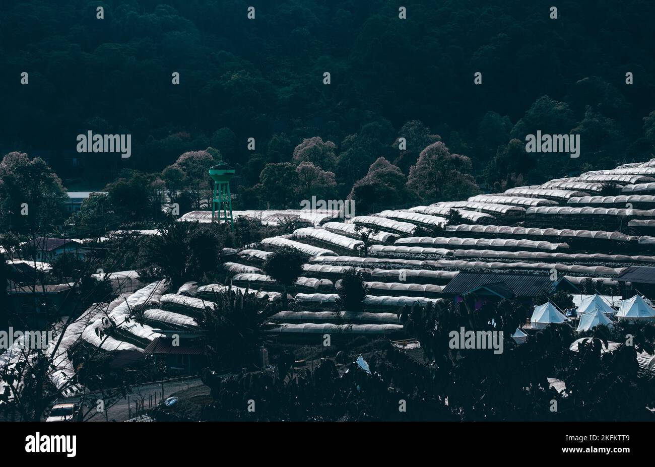 tetto in plastica in coltivazione di fiori piantagione fattoria in collina Foto Stock