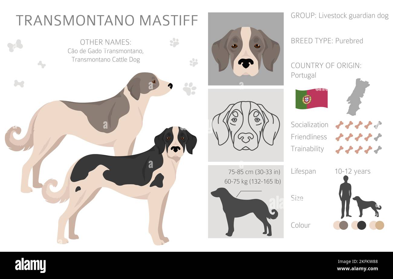 Transmontano Mastiff clipart. Set di tutti i colori del mantello. Infografica sulle caratteristiche di tutte le razze di cani. Illustrazione vettoriale Illustrazione Vettoriale