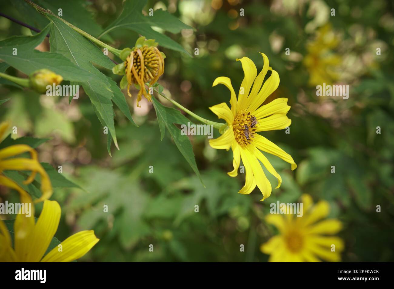 fiore giallo selvatico fiore di marigold o girasole messicani Foto Stock