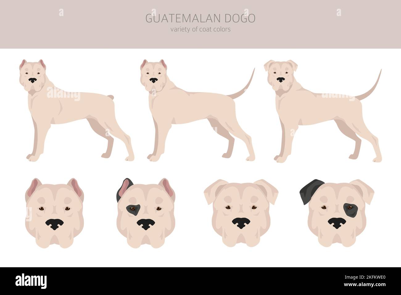Clipart guatemalteca dogo. Set di diversi colori del rivestimento. Illustrazione vettoriale Illustrazione Vettoriale