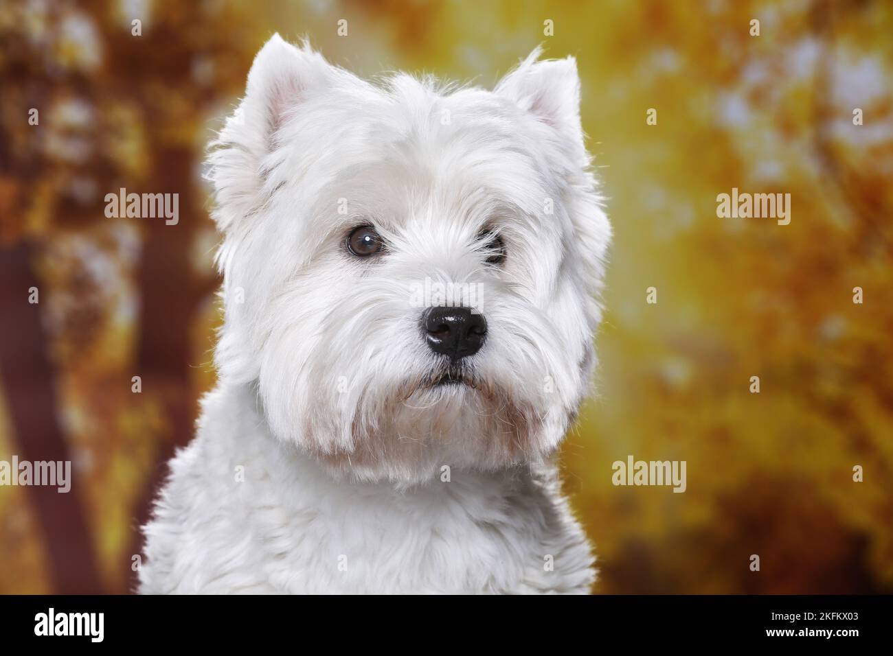 West Highland White Terrier ritratto Foto Stock