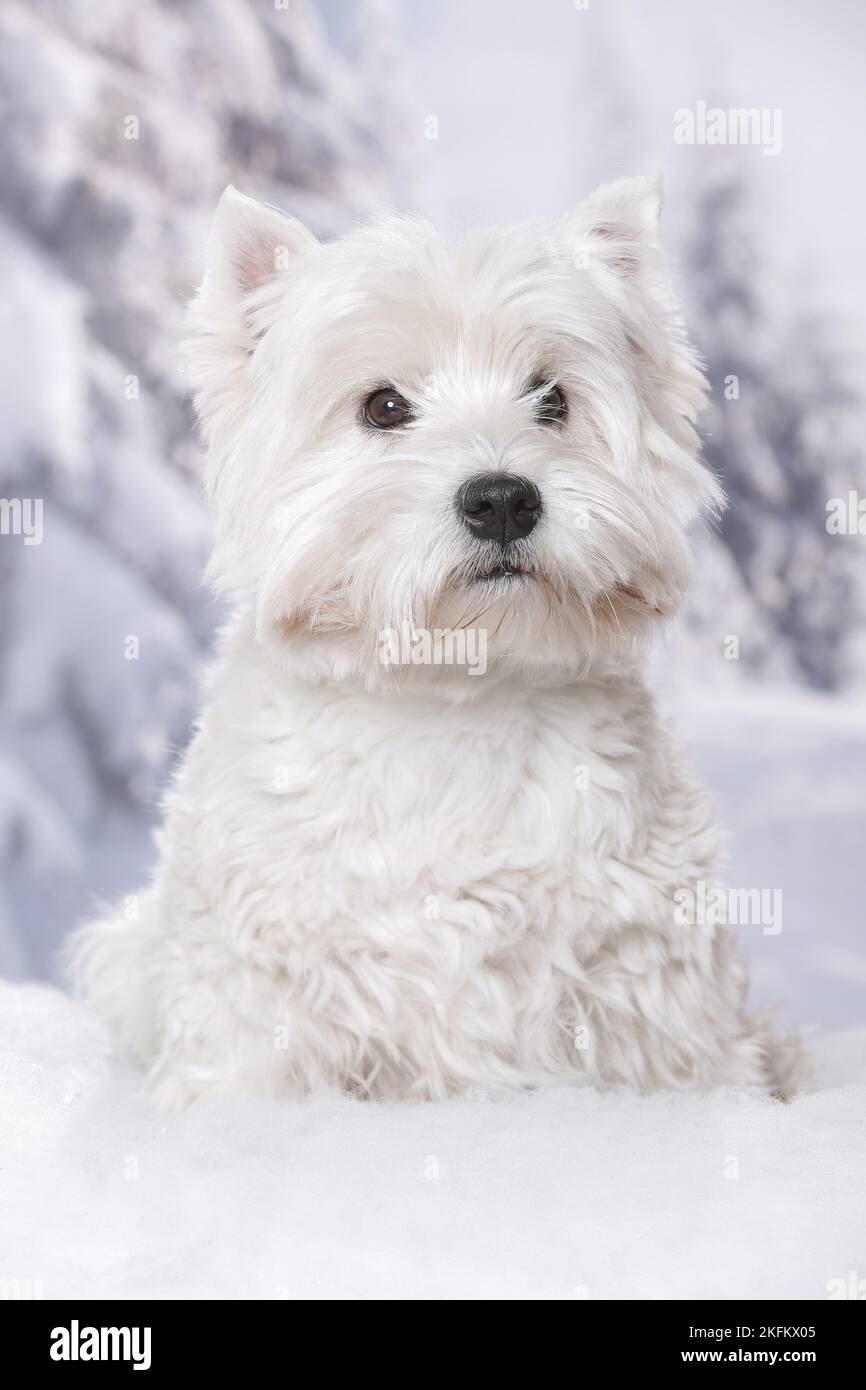 Udienza West Highland White Terrier Foto Stock