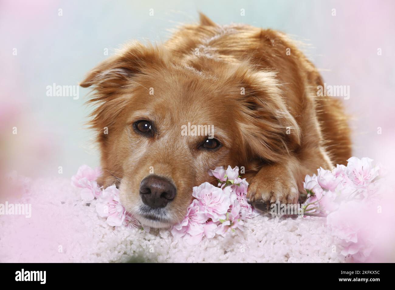 10 anni mongrel Foto Stock