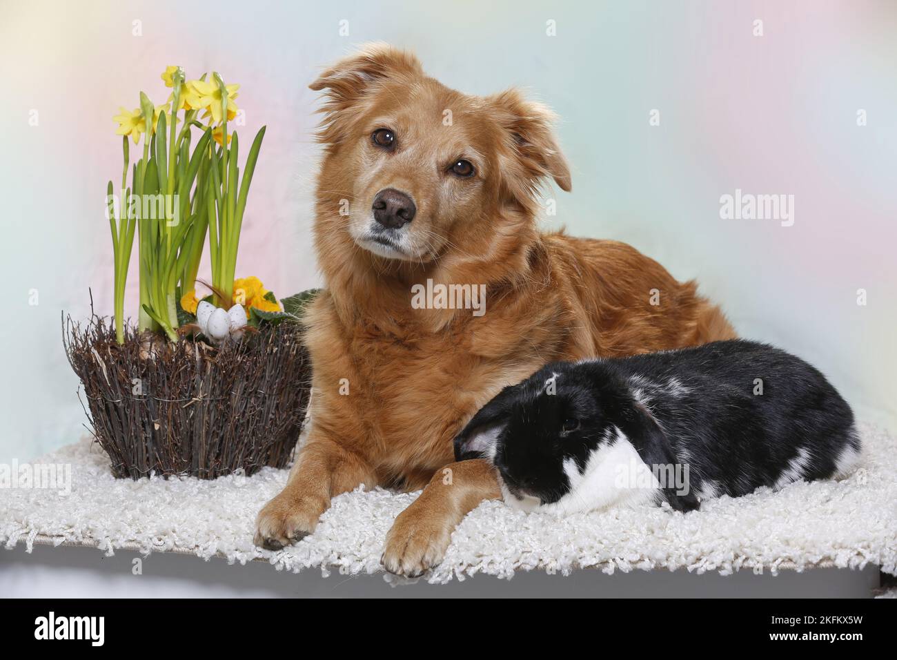 cane e coniglio Foto Stock