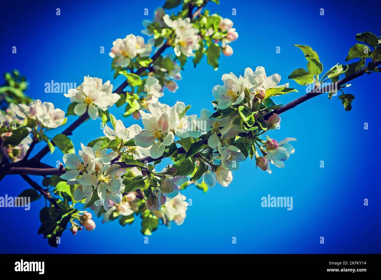 fioritura ramo di mela instagram stile. Foto Stock