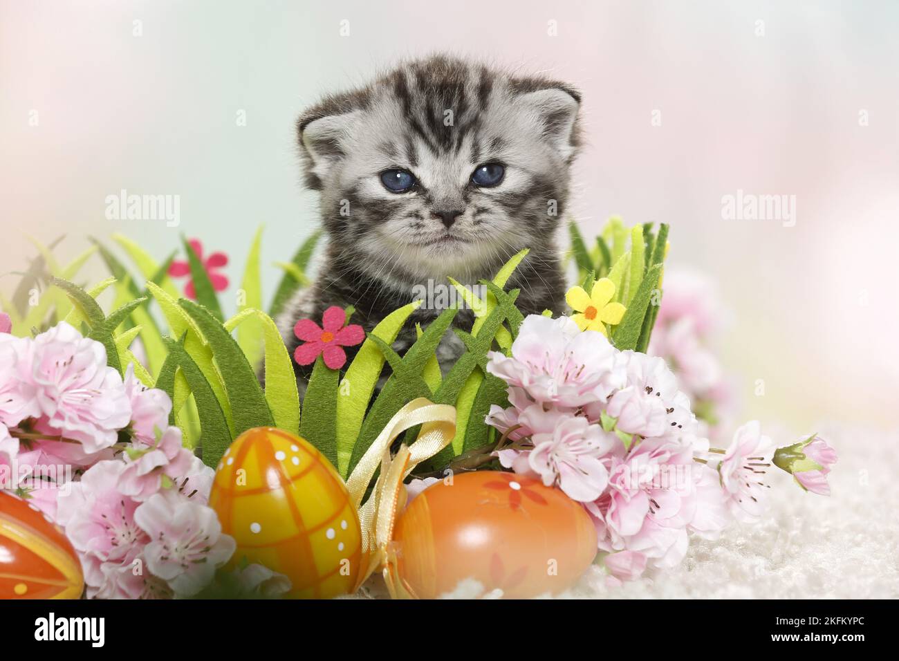 British Shorthair Kitten a pasqua Foto Stock