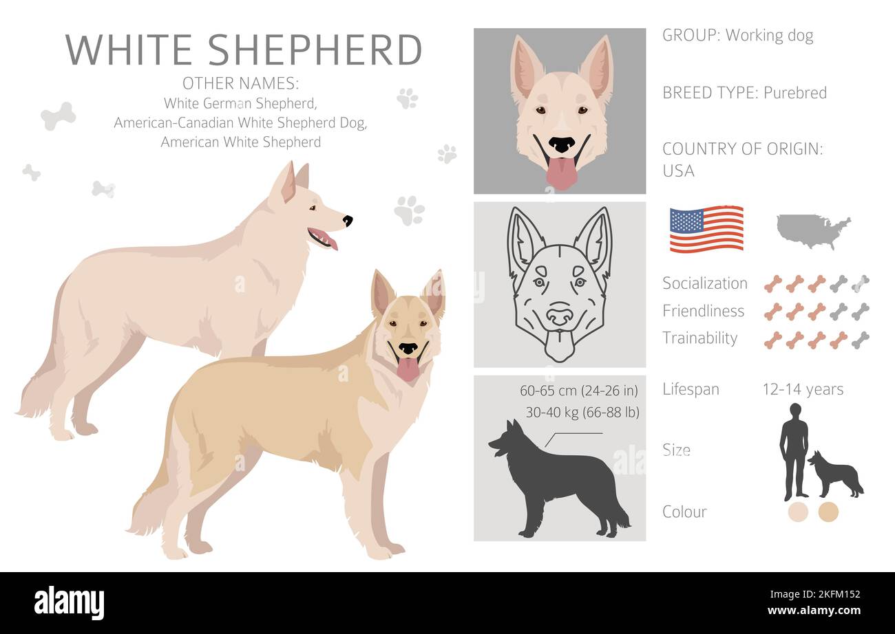 Clipart Pastore bianco. Set di tutti i colori del mantello. Infografica sulle caratteristiche di tutte le razze di cani. Illustrazione vettoriale Illustrazione Vettoriale