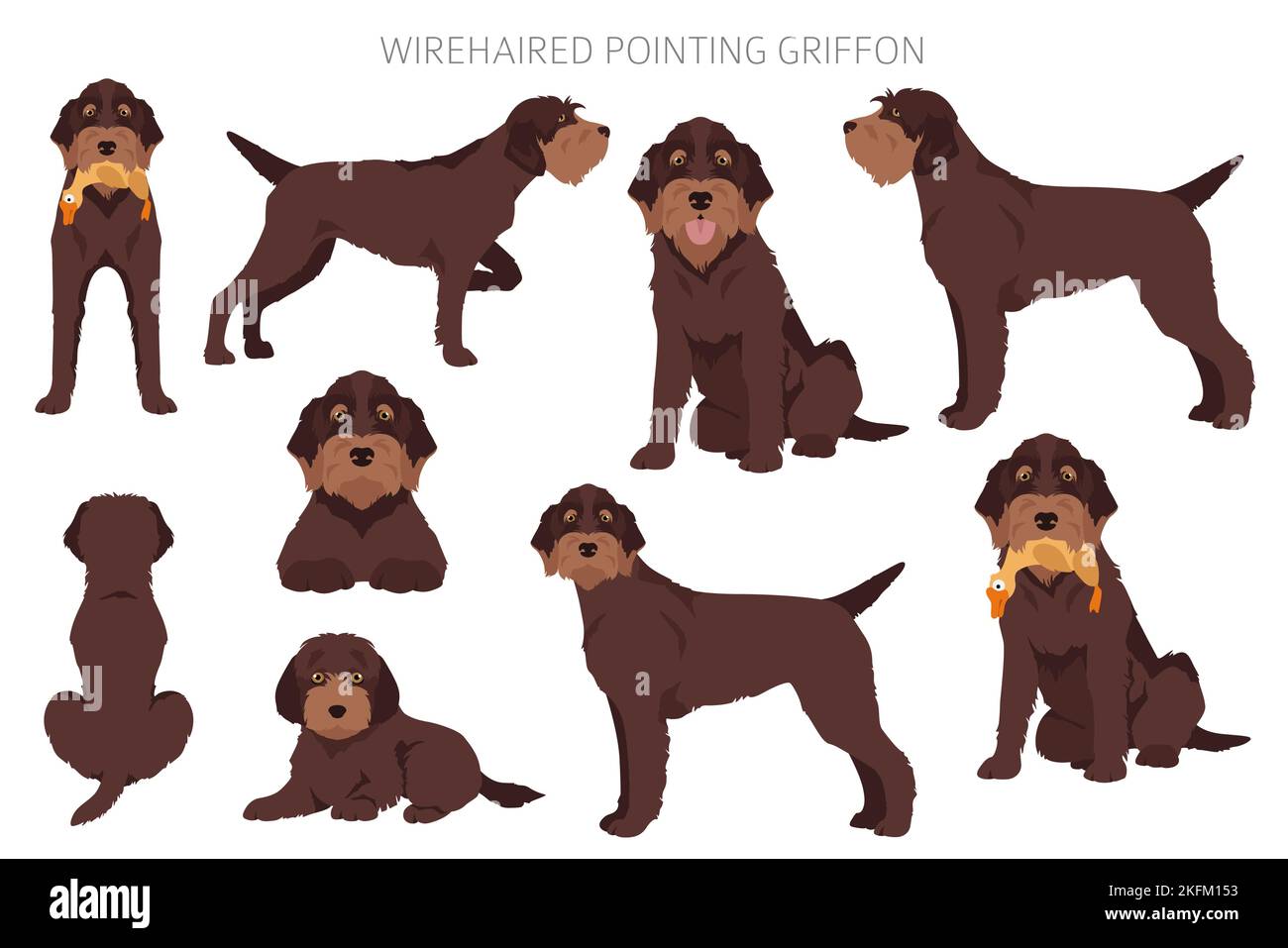 Wirehaired punta Griffon clipart. Pose diverse, set di colori del mantello. Illustrazione vettoriale Illustrazione Vettoriale Wirehaired punta Griffon clipart. Pose diverse, set di colori del mantello. Illustrazione vettoriale Illustrazione Vettoriale