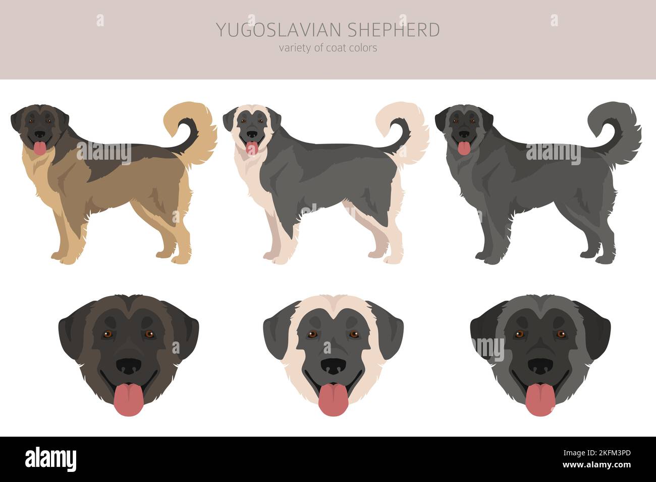 Clipart del Pastore jugoslavo. Set di tutti i colori del mantello. Infografica sulle caratteristiche di tutte le razze di cani. Illustrazione vettoriale Illustrazione Vettoriale