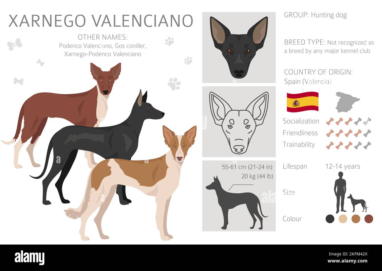 Xarnego Valenciano clipart. Set di tutti i colori del mantello. Infografica sulle caratteristiche di tutte le razze di cani. Illustrazione vettoriale Illustrazione Vettoriale
