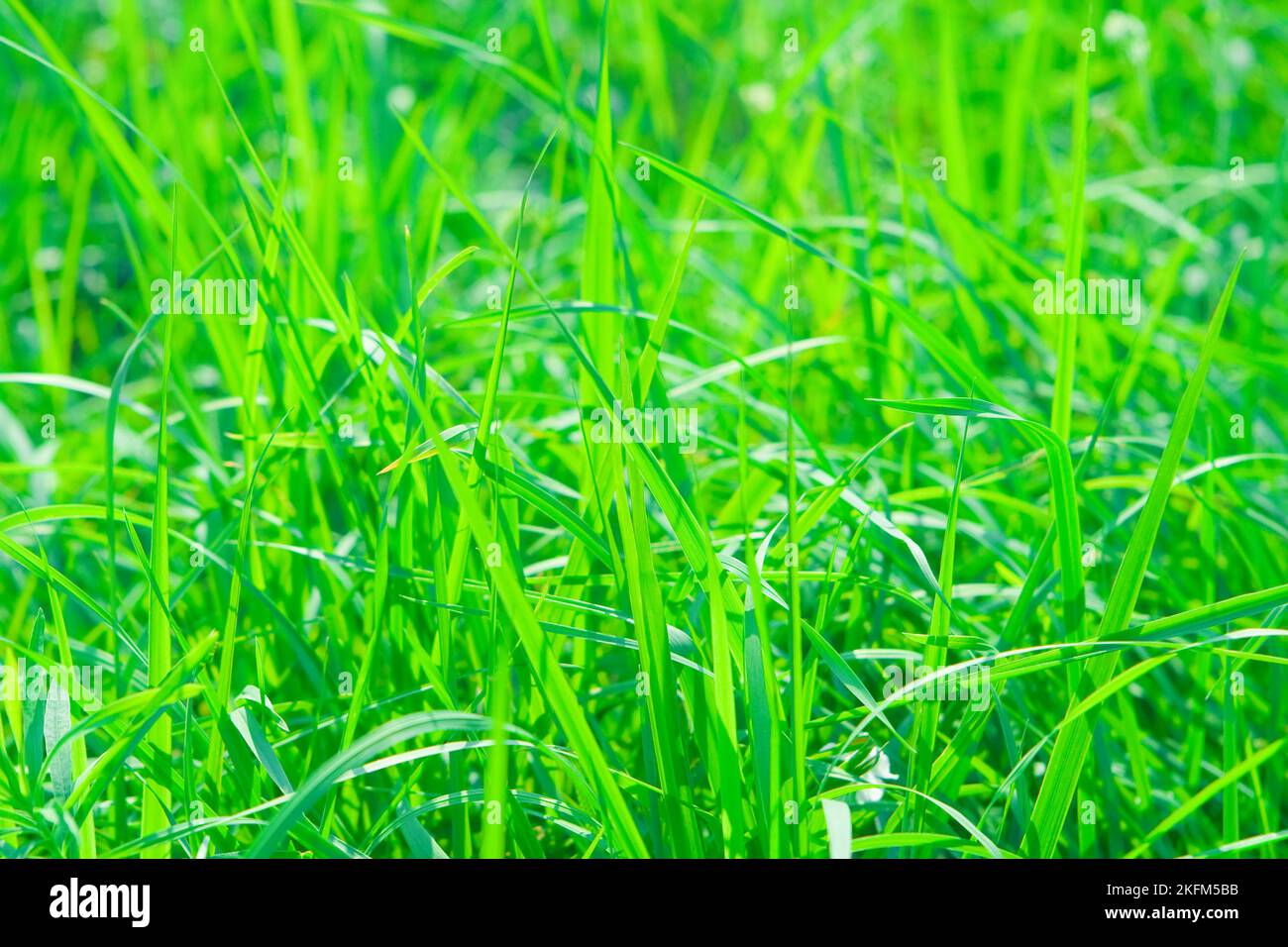 primo piano di erba Foto Stock