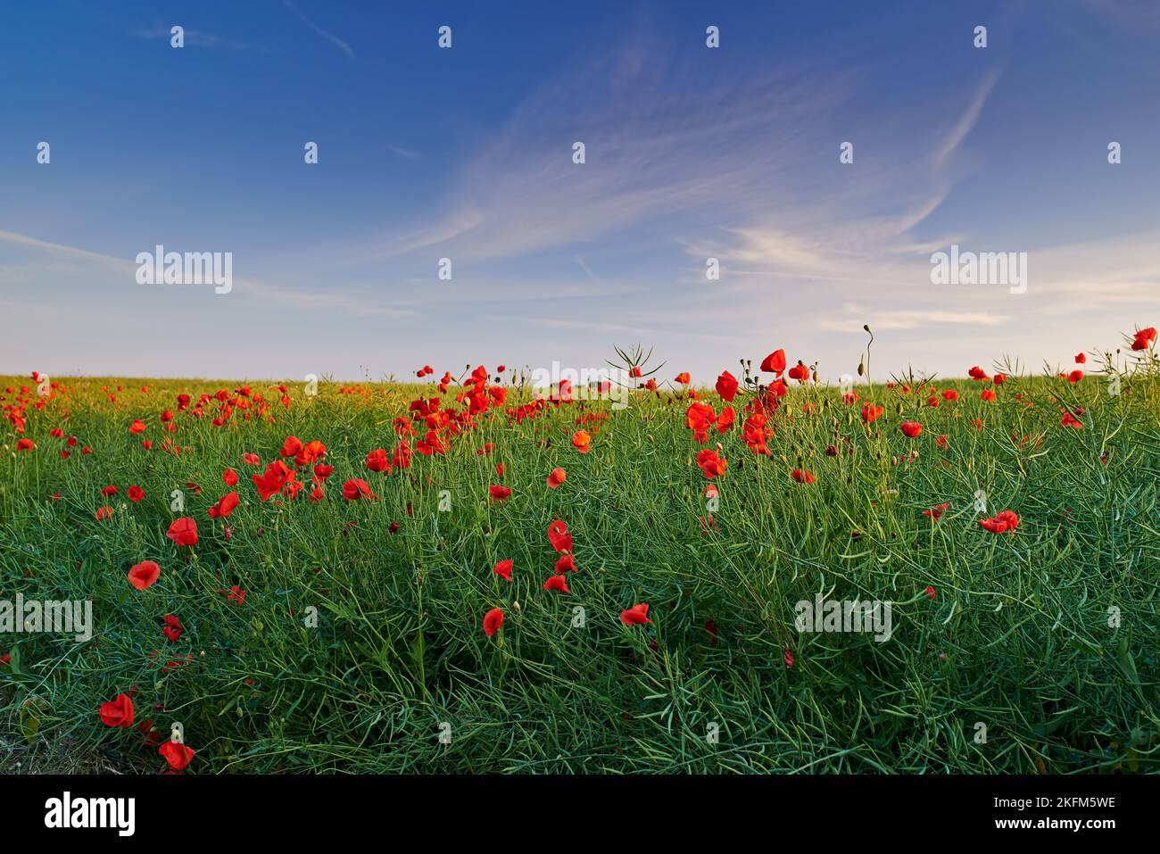 Colori della primavera. Un bellissimo scatto naturale di un ambiente all'aperto. Foto Stock