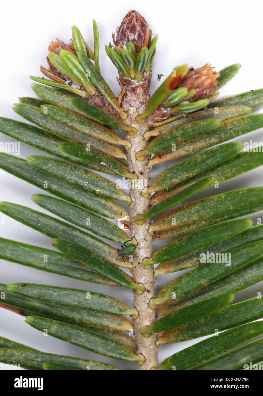 Un germoglio, un ramo di abete con apide (Cinara) e acaro di ragno di pino (Tetranychus , Oligonychus). Sono visibili macchie luminose sugli aghi - luogo di alimentazione. Foto Stock