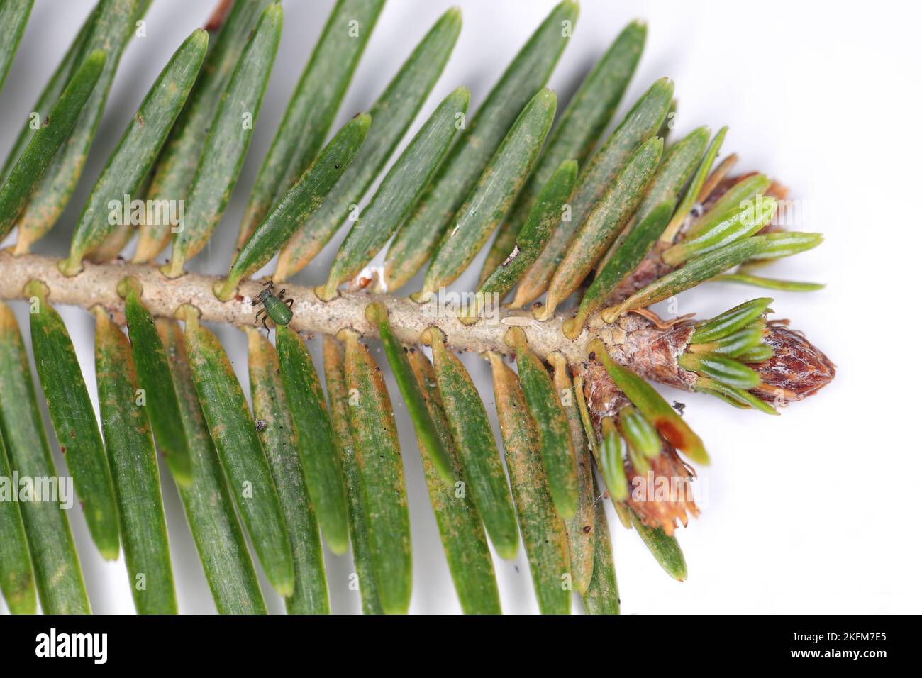 Un germoglio, un ramo di abete con apide (Cinara) e acaro di ragno di pino (Tetranychus , Oligonychus). Sono visibili macchie luminose sugli aghi - luogo di alimentazione. Foto Stock