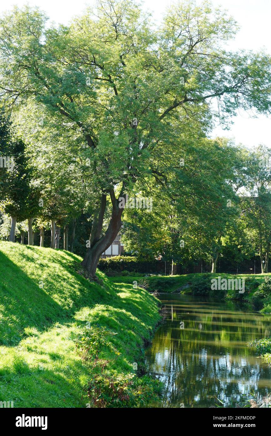 Bellissimo albero grande accanto a un canale Foto Stock