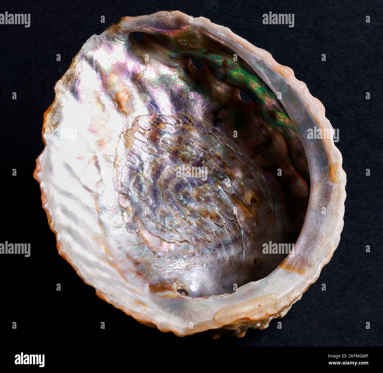 Nacre o Madre di Perla è uno strato di carbonato di calcio che i molluschi, come questo Abalone, depongono all'interno dei loro gusci per lisciare l'area di contatto Foto Stock
