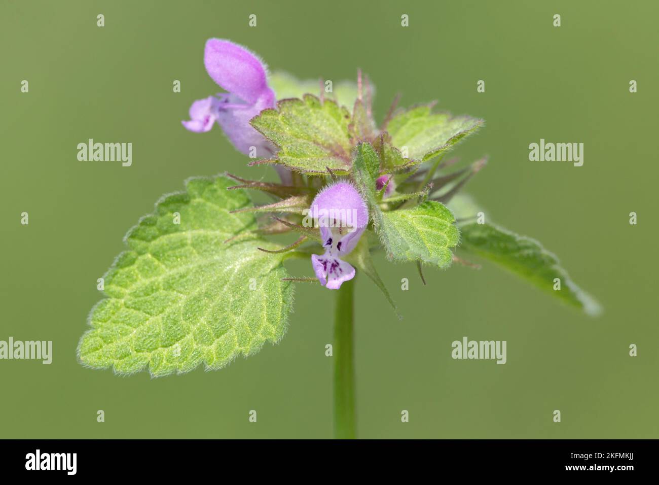 Campo Woundwort Foto Stock
