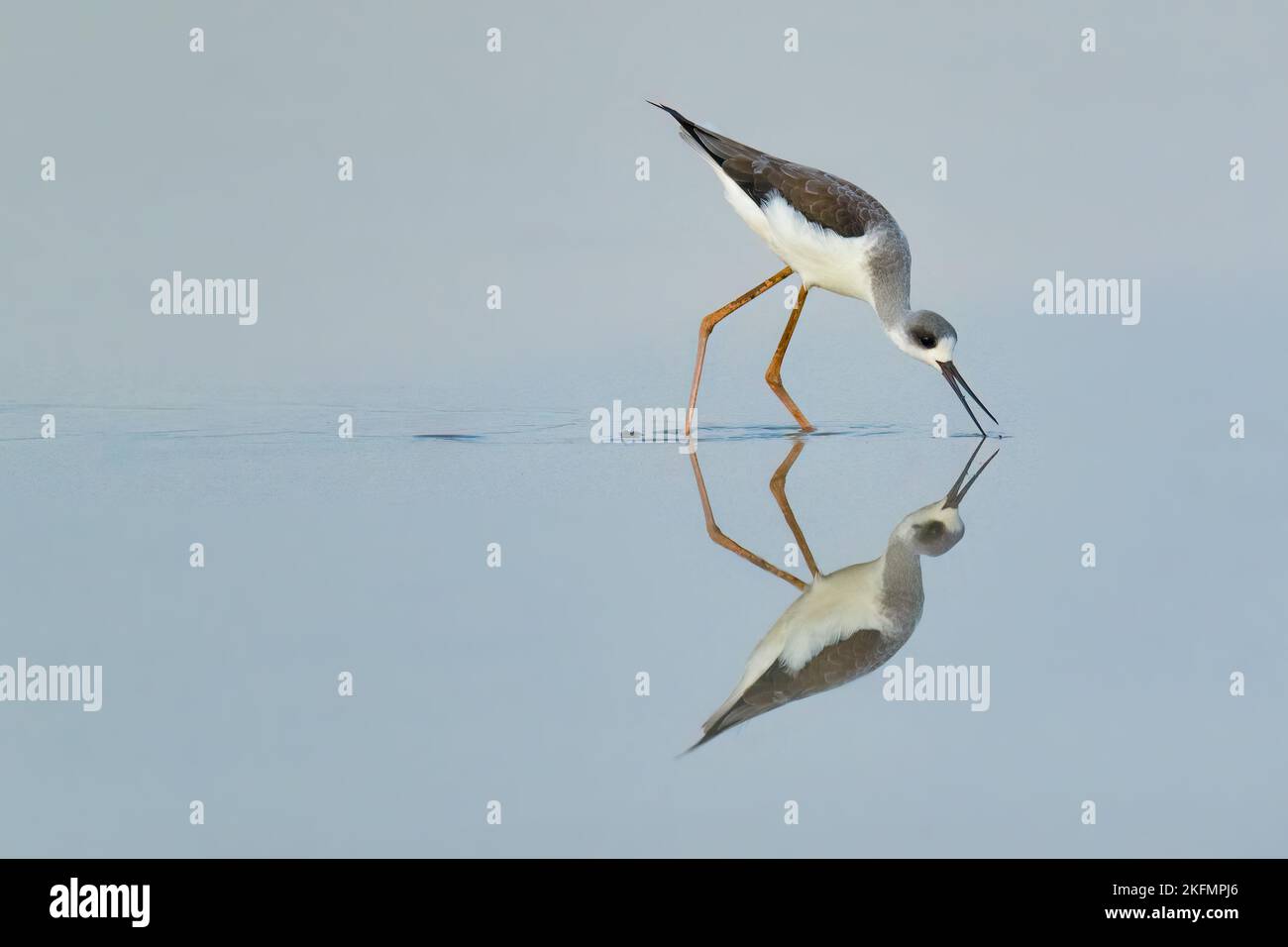 Giovane Stilt ad alette nere Wading in acqua pre-raccolto vuoto campo di riso trovare cibo Foto Stock