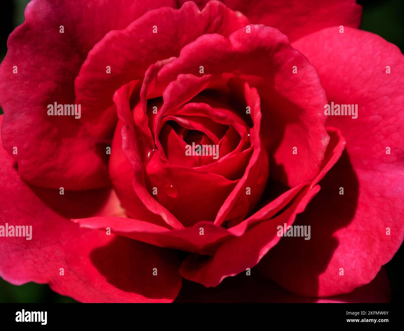 Forma e colori della principessa Kishi rose che fioriscono Foto Stock