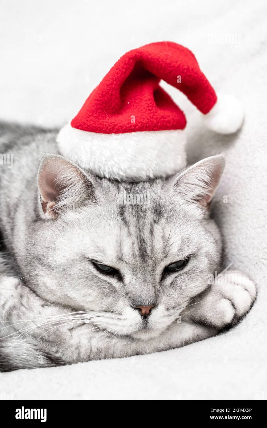 Gatto di Natale in un cappello rosso di santa dorme su una coperta bianca. Animali domestici, storie di Natale con animali domestici. Foto Stock