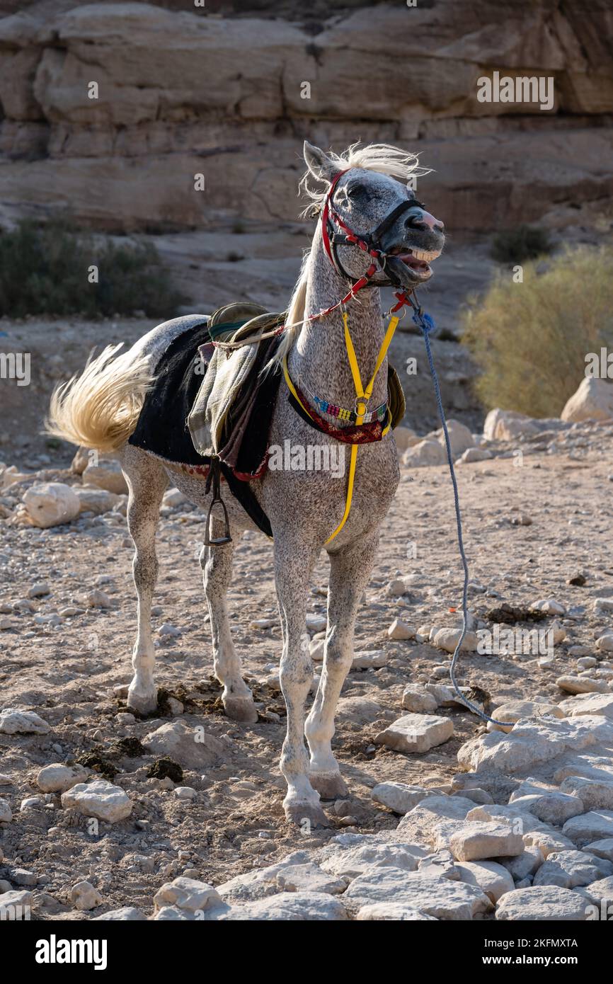 Cavallo Bianco Arabo, chiamato anche Grigio o Grigio a Petra, vicino a Wadi Musa, Giordania Foto Stock