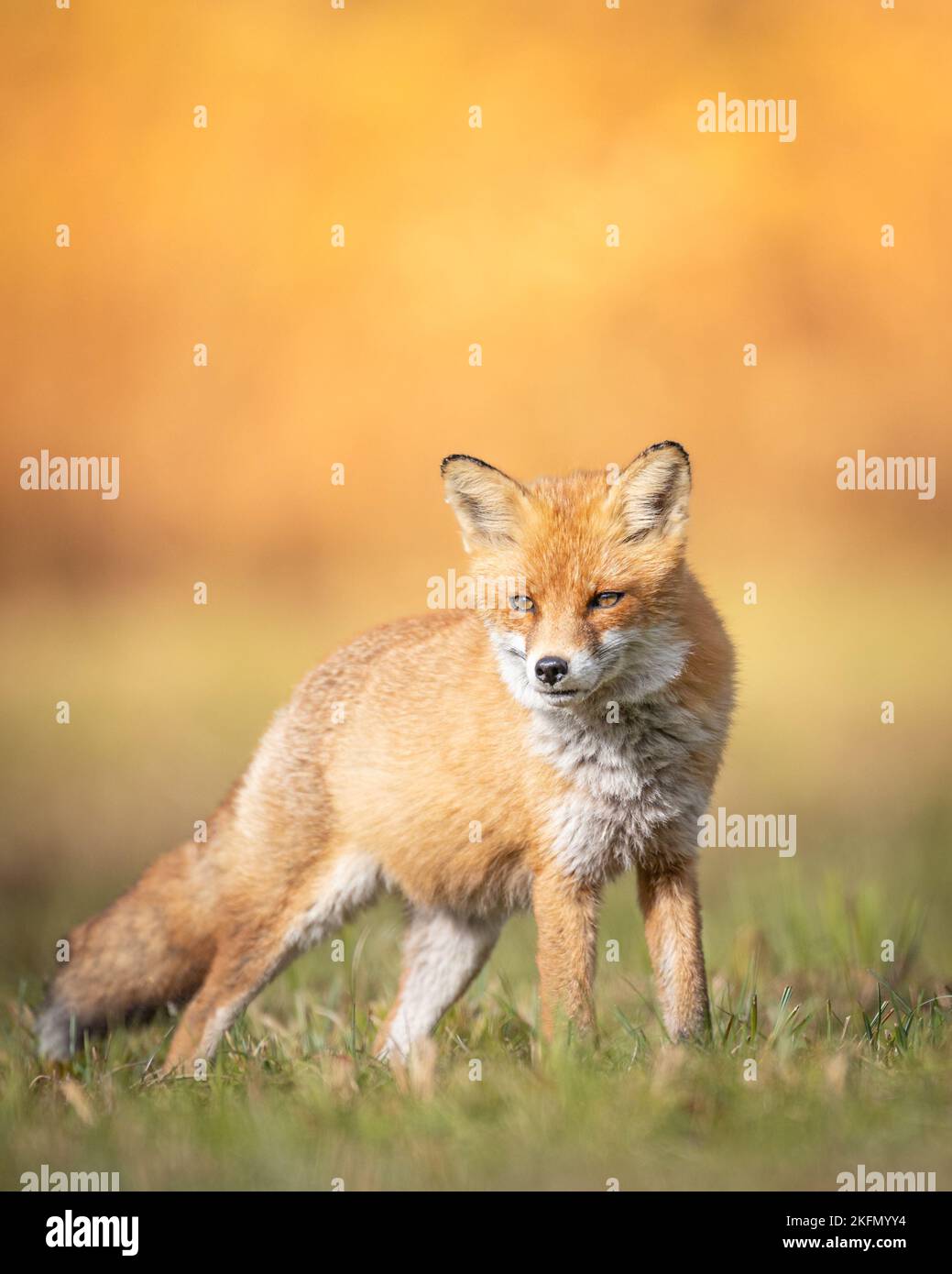 Volpe rossa (Vulpes vulpes) nel paesaggio autunnale, Polonia Europa, animali a piedi tra prati verdi in luce calda incredibile Foto Stock