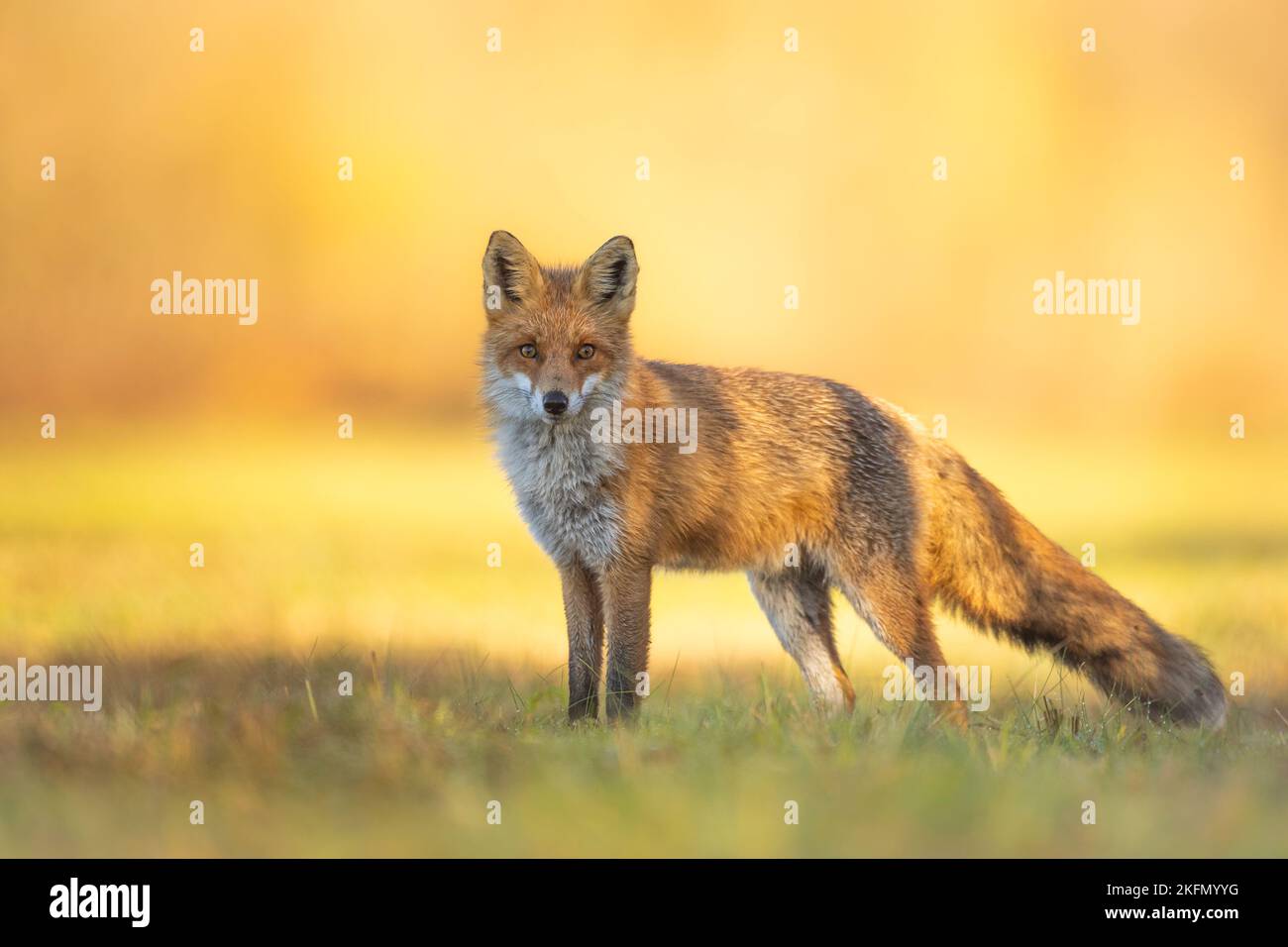 Volpe rossa (Vulpes vulpes) nel paesaggio autunnale, Polonia Europa, animali a piedi tra prati verdi in luce calda incredibile Foto Stock