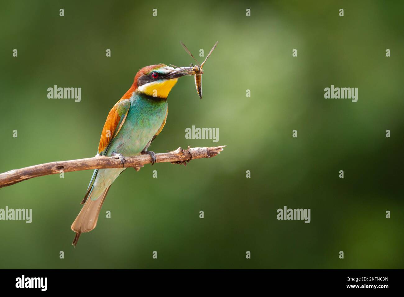 Apiaster European Bee-Eater Merops appollaiato sul ramo vicino alla colonia di allevamento. Fauna selvatica scena della natura nel nord della Polonia - Europa Foto Stock